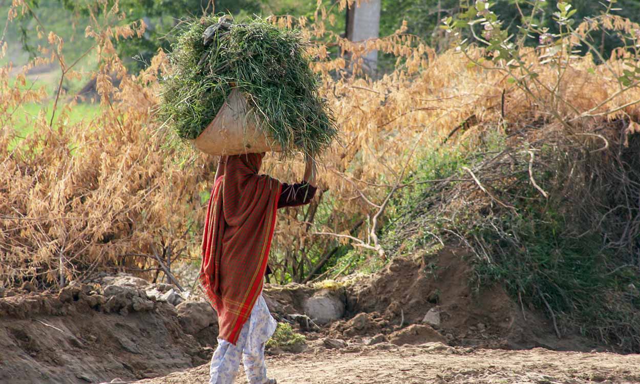 L’impact des pratiques agricoles durables sur les épices : un voyage vers des saveurs d’exception